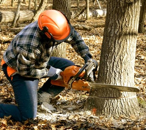 Tree Removal in Branch, MI